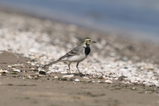 Moticilla alba21wrze